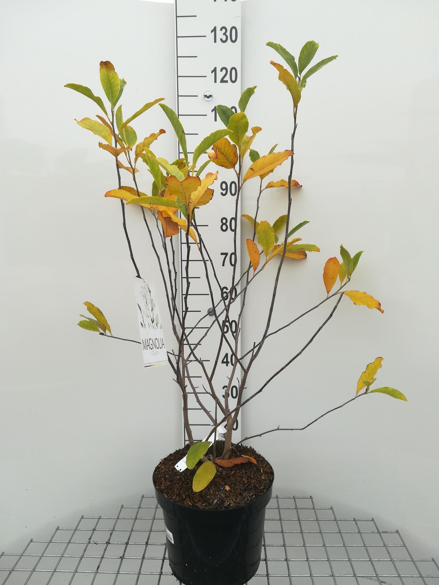 Magnolia stellata - pot 10L - 60-80 cm - Stermagnolia afbeelding