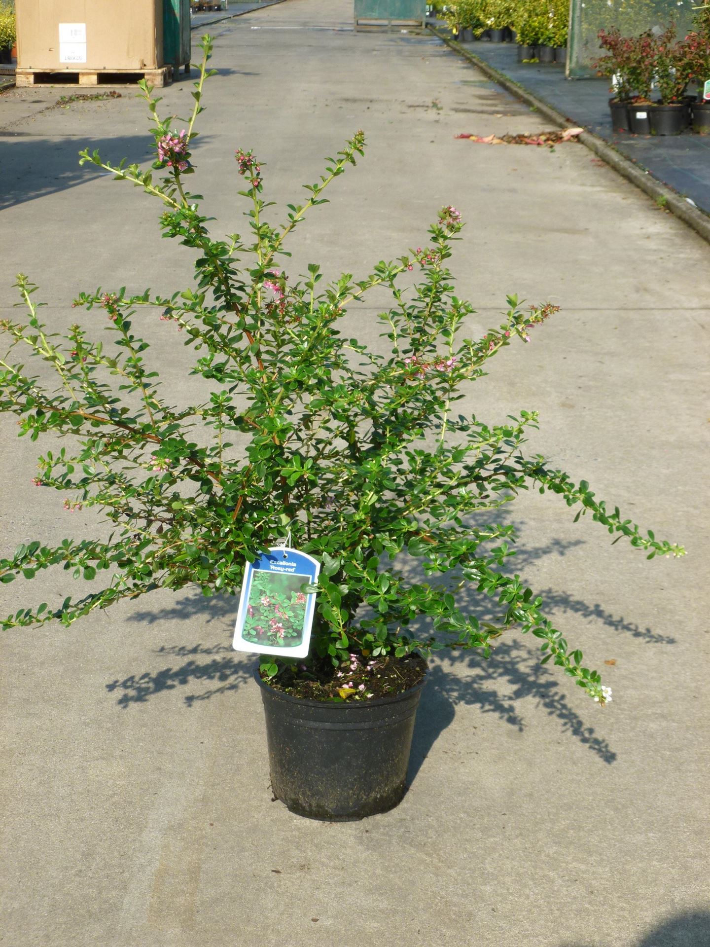 Escallonia 'Dart's Rosyred' - pot - 40-50 cm