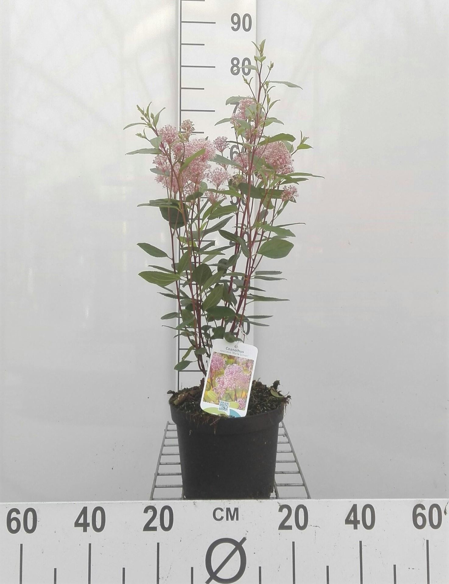 Ceanothus x pallidus 'Marie Simon' - pot - 40-50 cm -