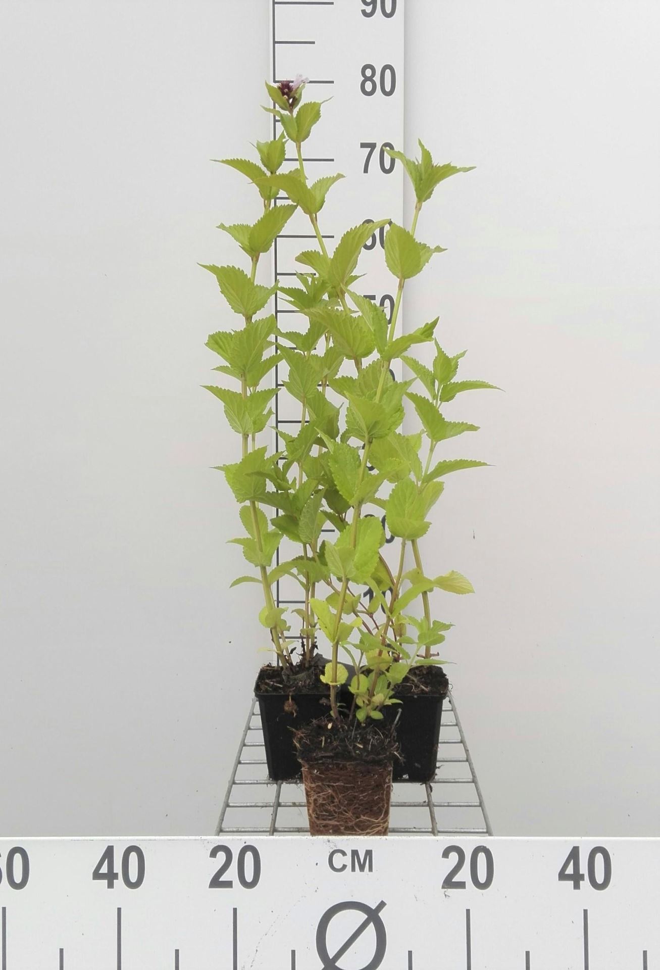Nepeta subsessilis - pot 9x9 cm afbeelding