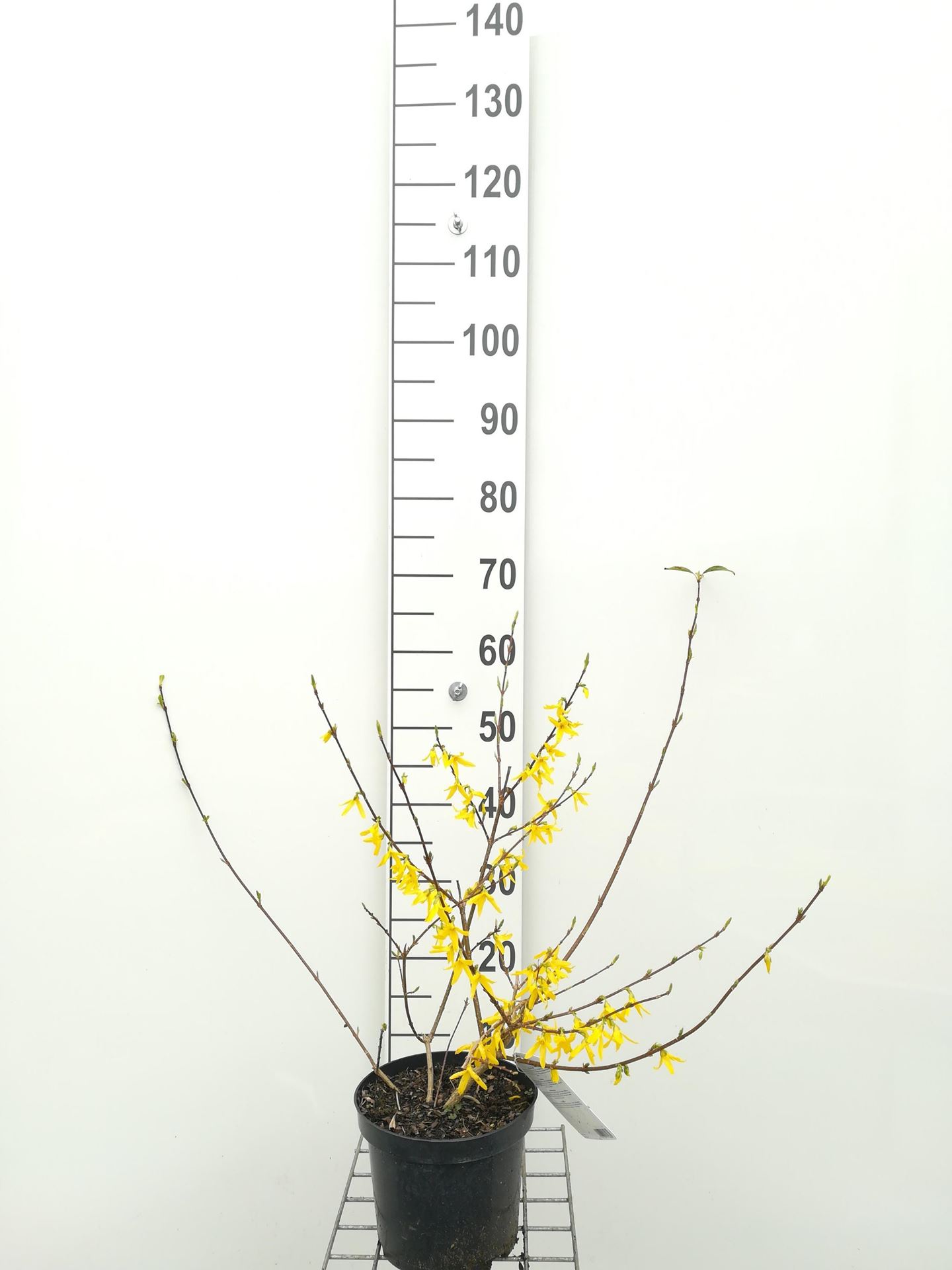 Forsythia x intermedia 'Courtalyn' (Week-End) - pot - 50-60 cm -