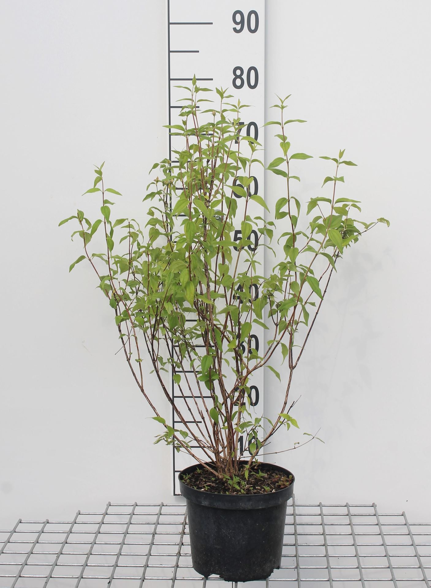 Philadelphus 'Lemoinei' - pot - 50-60 cm