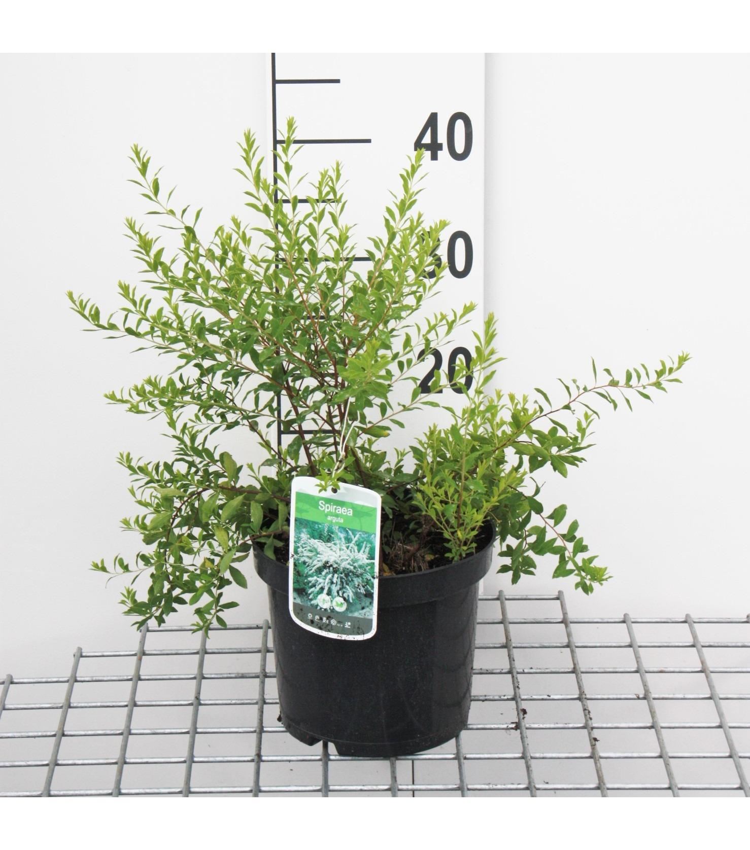 Spiraea x arguta - pot 3L - 40-60 cm