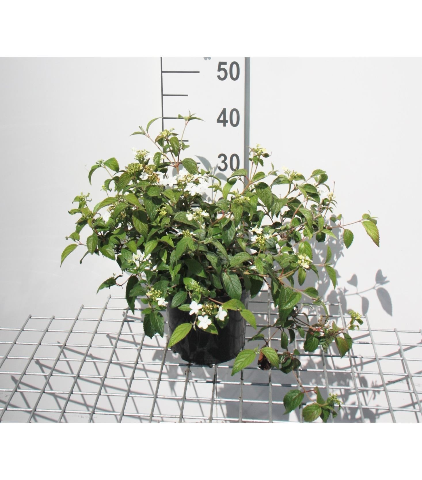 Viburnum plicatum'Watanabe'- pot - 30-40 cm - Japanse sneeuwbal afbeelding