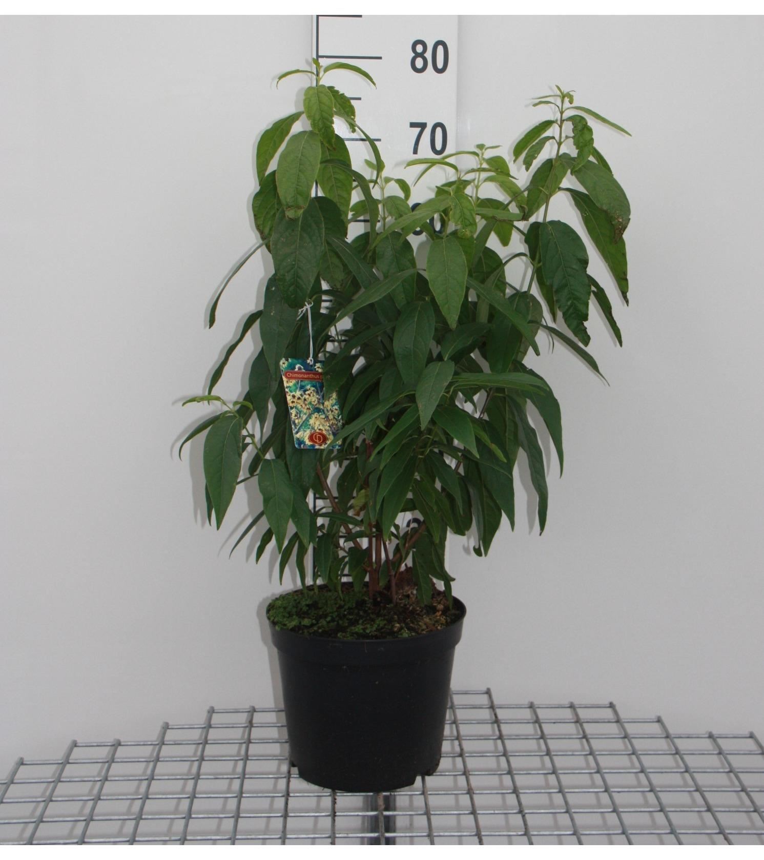 Chimonanthus praecox - pot - 30-40 cm -