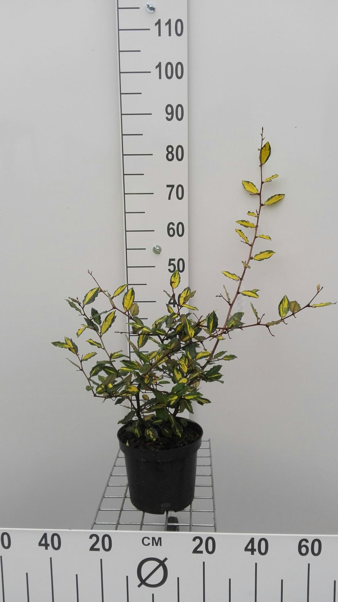 Elaeagnus pungens'Maculata'- pot - 30-40 cm afbeelding