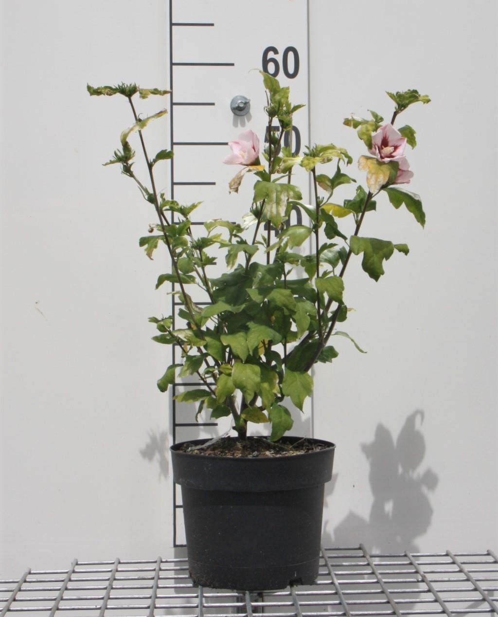 Hibiscus syriacus'Hamabo'- pot - 40-60 cm afbeelding