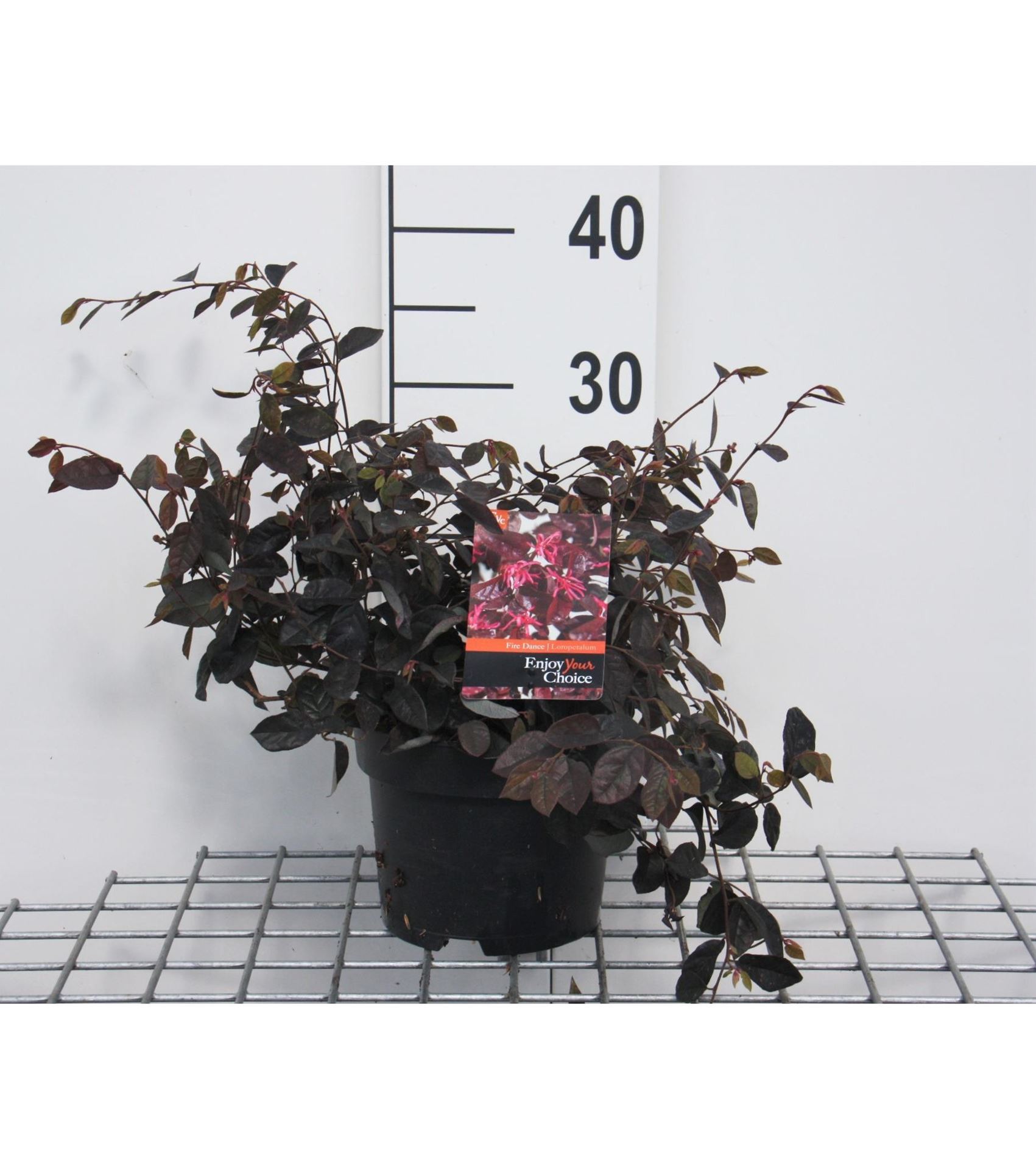 Loropetalum chinense'Fire Dance'- pot - 20-25 cm afbeelding