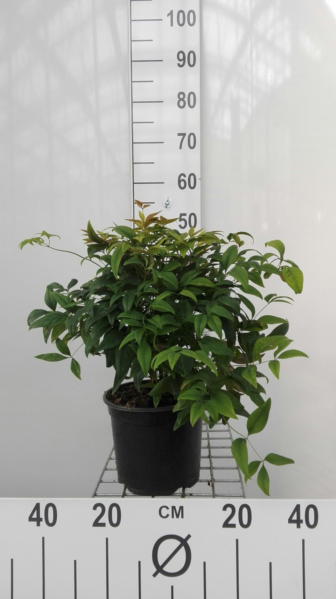 Nandina domestica 'Fire Power' - pot - 25-30 cm