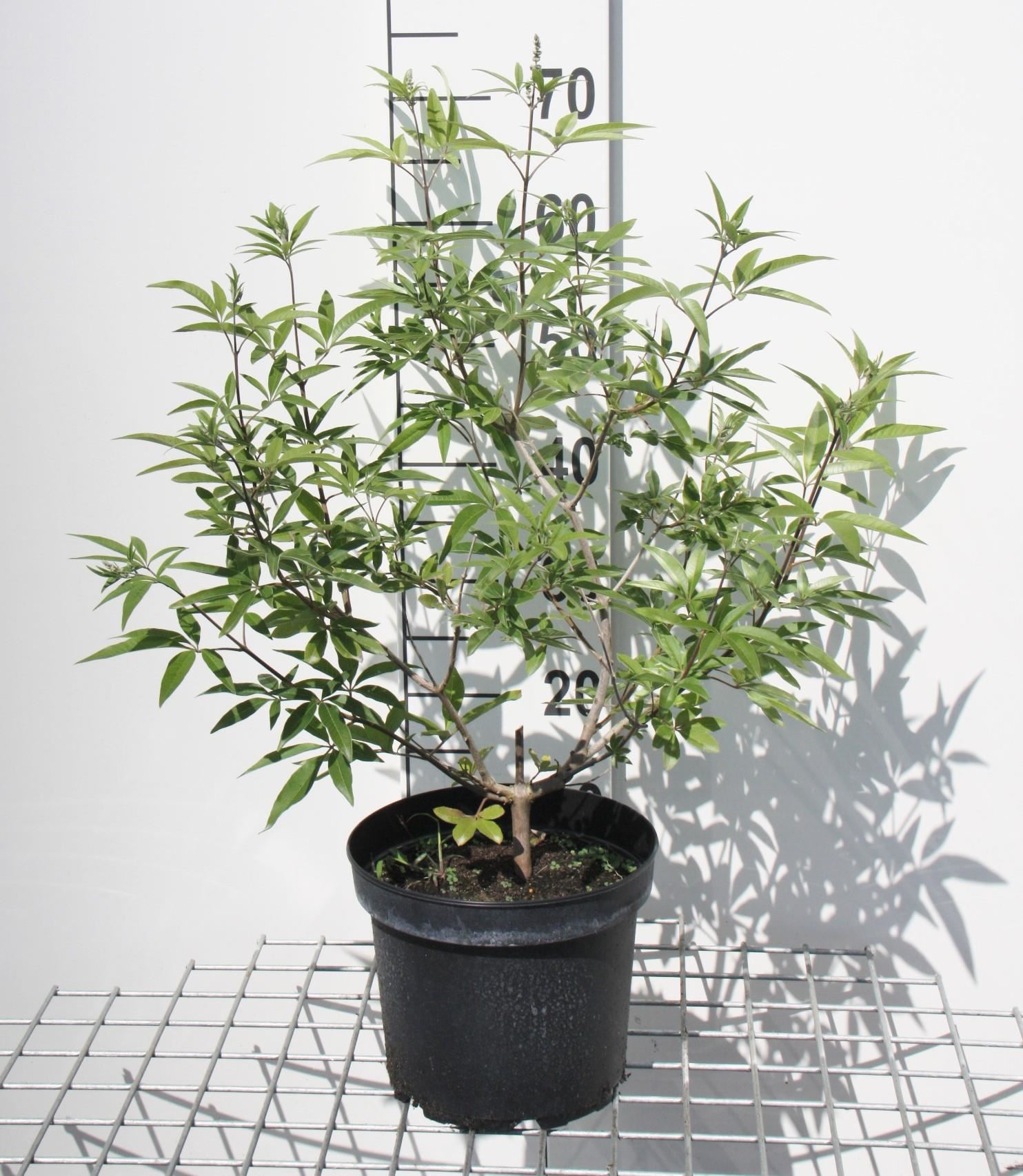 Vitex agnus-castus - pot - 30-40 cm afbeelding