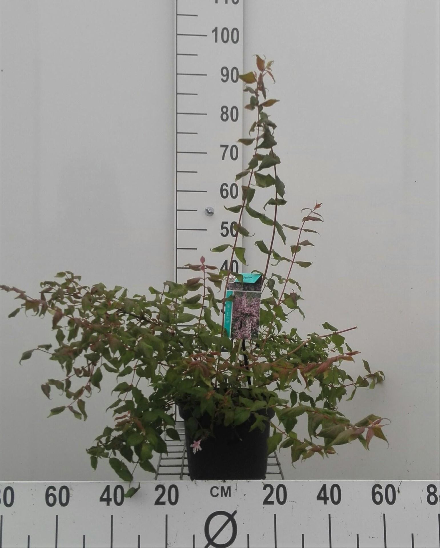 Kolkwitzia amabilis 'Pink Cloud' - pot - 30-50 cm -