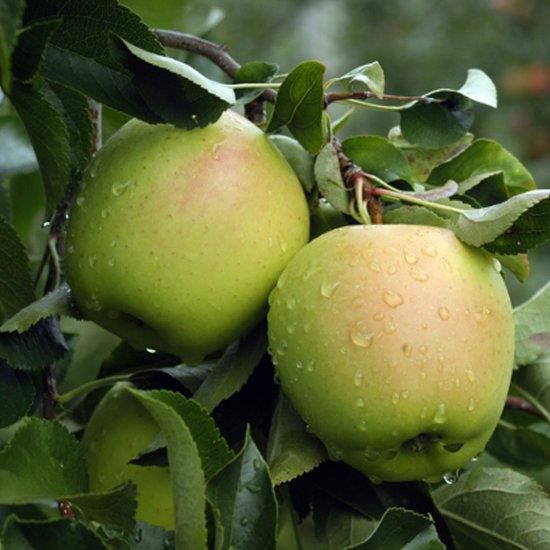 Malus domestica'Golden Delicious'- blote wortel - struik afbeelding