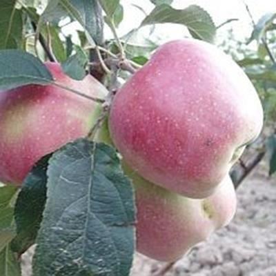 Malus domestica'Gloster'(Gloster 69) - blote wortel - struik afbeelding