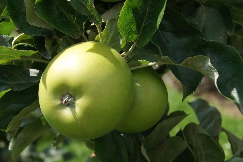 Malus domestica'Granny Smith'- blote wortel - struik afbeelding