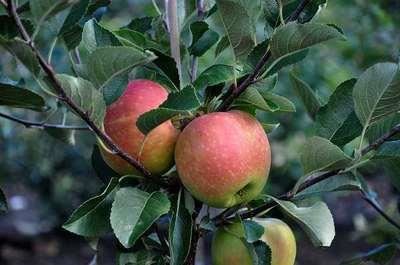 Malus domestica'James Grieve'- blote wortel - struik afbeelding
