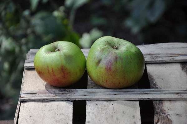 Malus domestica'Jacques Lebel'- blote wortel - struik - afbeelding