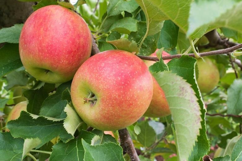 Malus domestica'Jonagold'- blote wortel - struik afbeelding