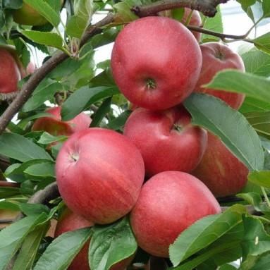 Malus domestica'Jonathan'- blote wortel - struik afbeelding