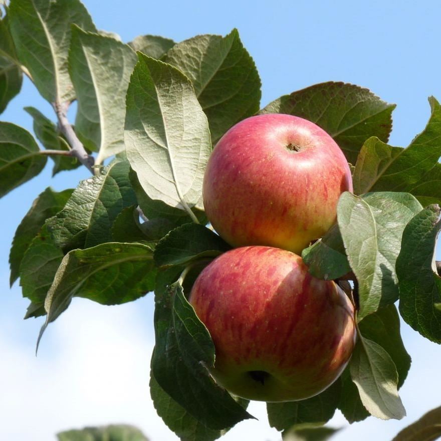 Malus domestica'Rode Boskoop'(Boskoop Rouge, Röd Belle de Boskoop, Roter Boskoop) - blote wortel - struik afbeelding