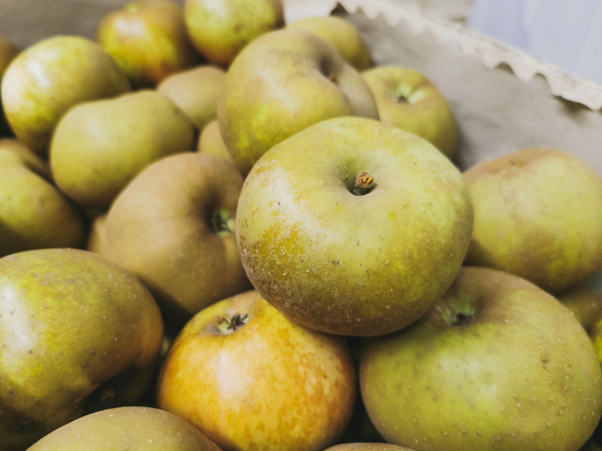 Malus domestica'Reinette du Canada'- blote wortel - struik afbeelding