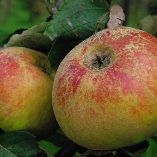 Malus domestica'Reinette de France'- blote wortel - struik afbeelding