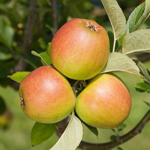 Malus domestica'Engelsche Winter Goud Pearmain'- blote wortel - struik afbeelding