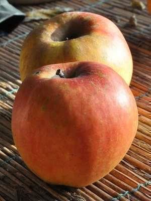 Malus domestica'Schone van Boskoop'- blote wortel - struik afbeelding