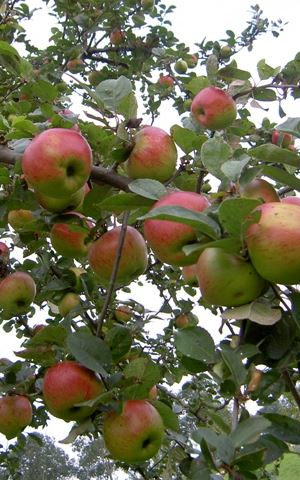 Malus domestica'Sterappel'(Pomme de Coeur, Rote Sternrenette, Sternapfel) - blote wortel - struik afbeelding
