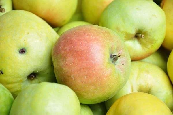 Malus domestica'Transparente Jaune'(Sultan, Transparente Blanche, Weisser Klarapfel) - blote wortel - struik - afbeelding
