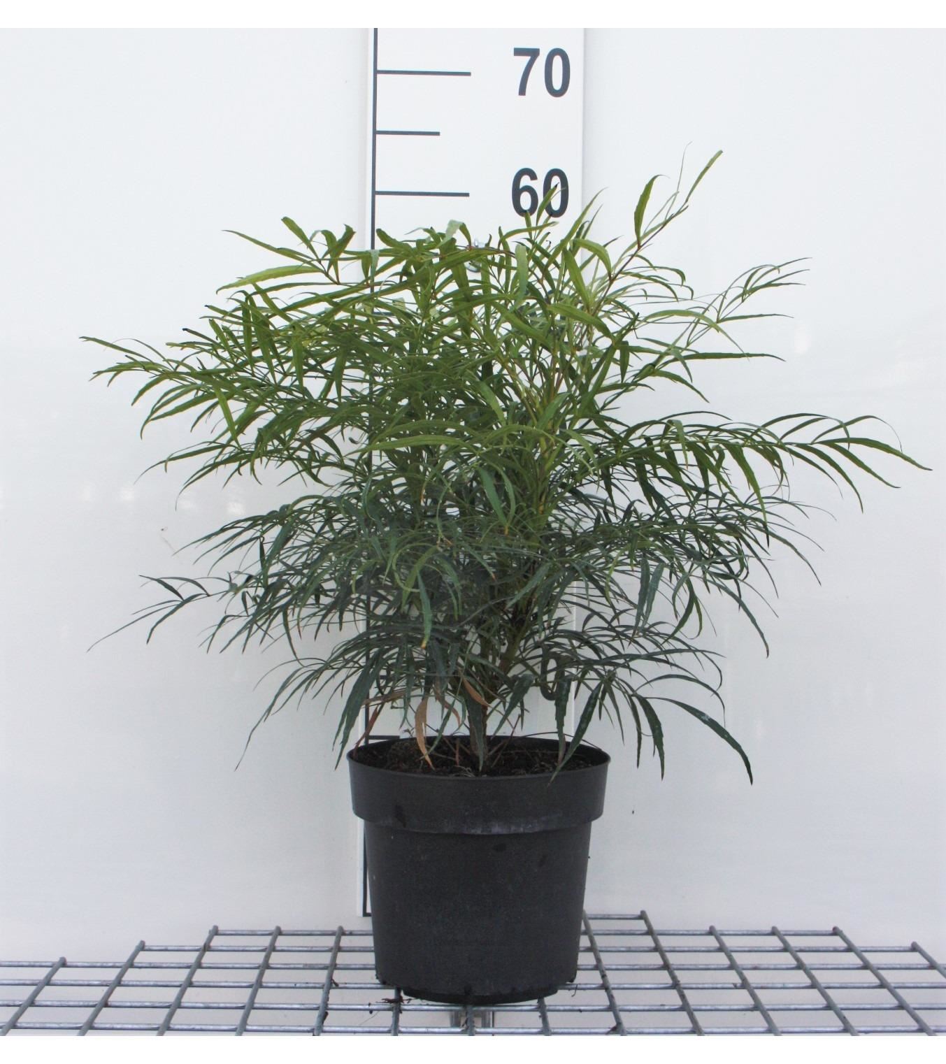 Mahonia eurybracteata 'Soft Caress' - pot 3L - 25-30 cm