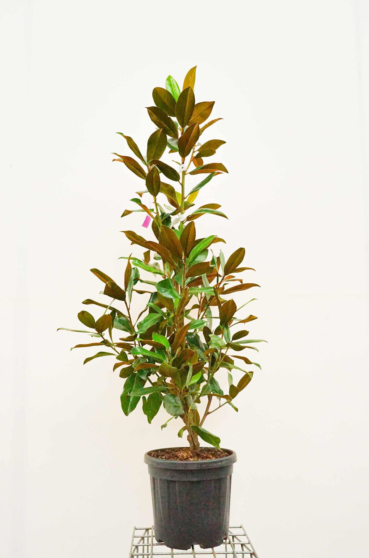 Magnolia grandiflora'Galissonnière'- pot 25L - 125-150 cm afbeelding