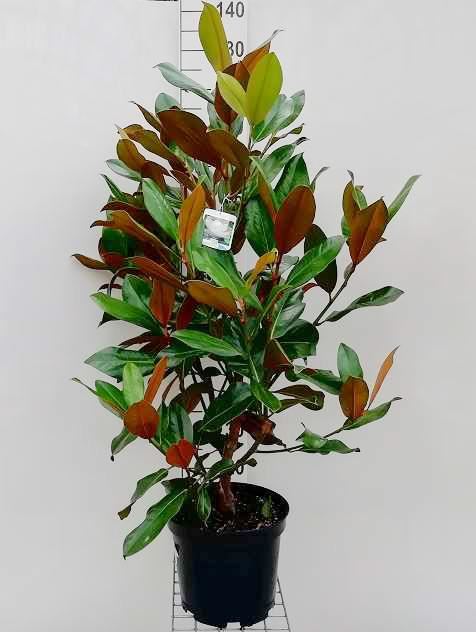 Magnolia grandiflora'Galissonnière'- Beverboom - pot 10L - 80-100 cm afbeelding