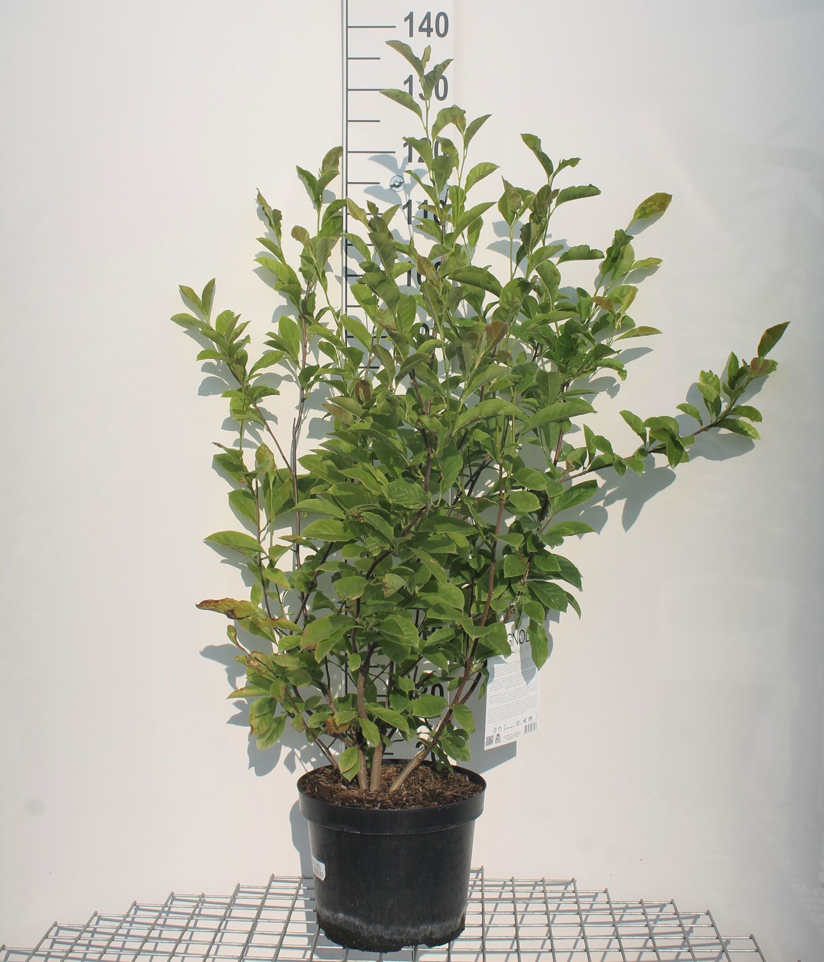 Magnolia 'George Henry Kern' - pot 10L - 60-80 cm