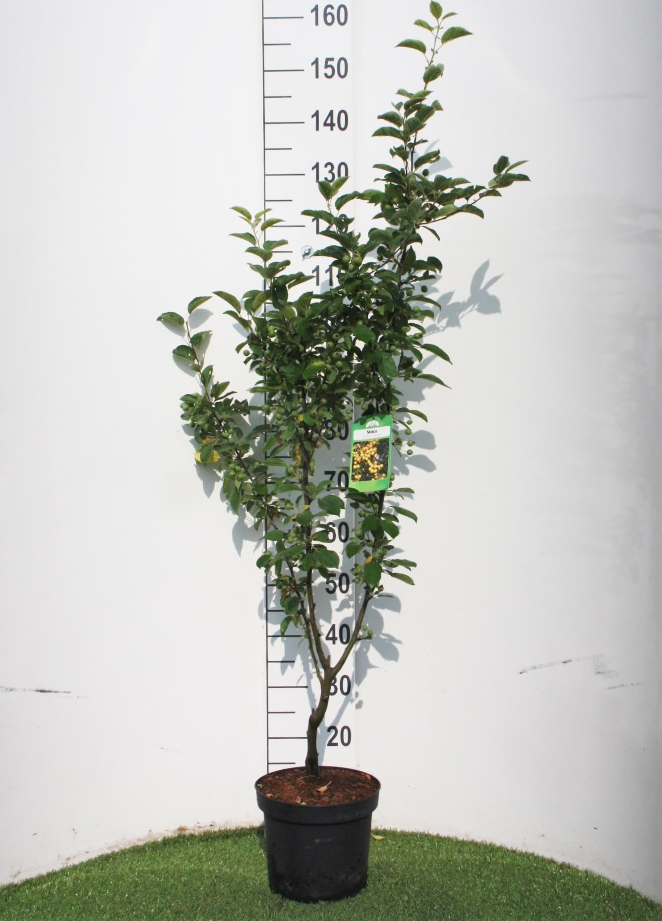 Malus'Golden Hornet'- pot - 60-100 cm afbeelding