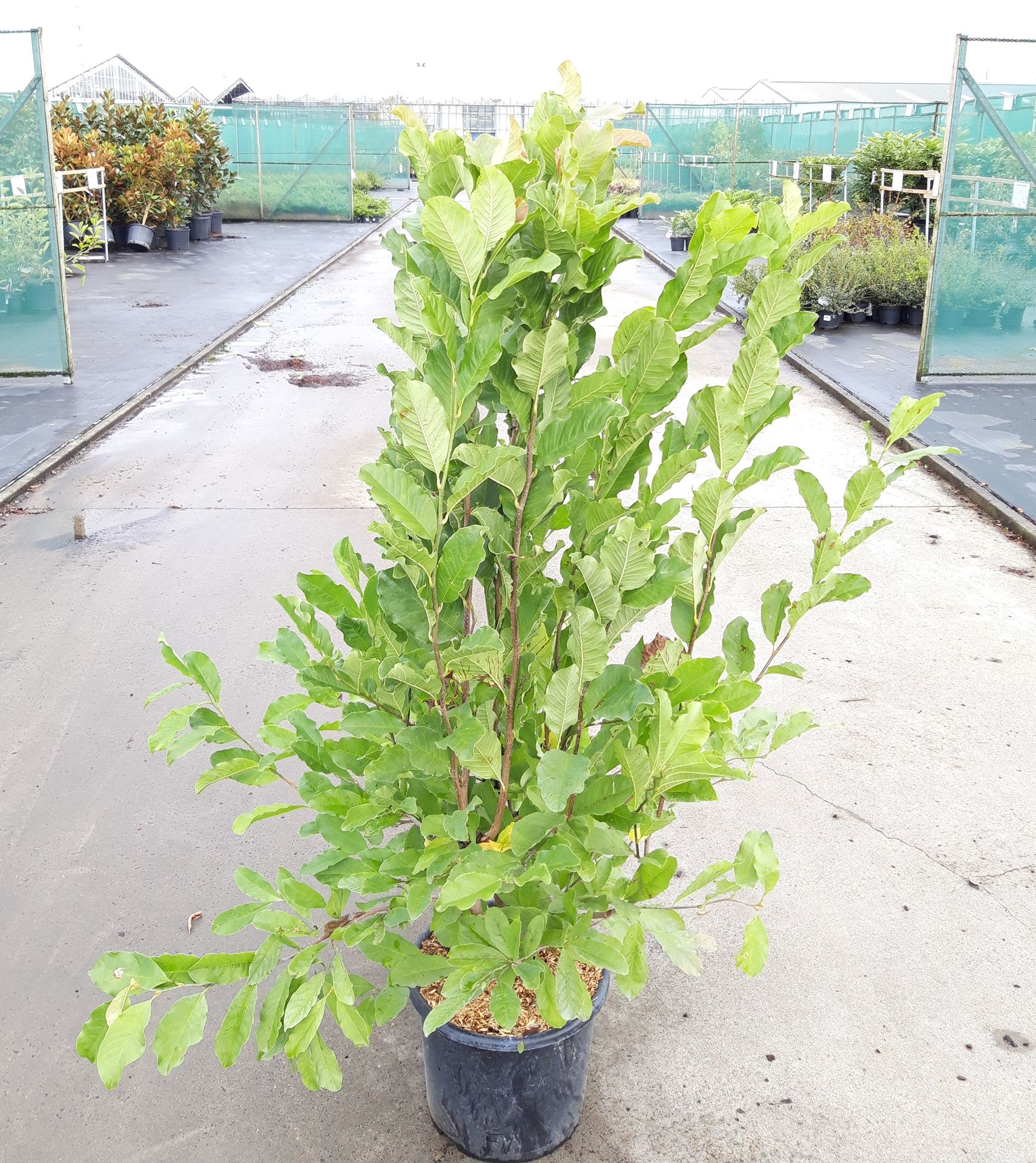 Magnolia x loebneri 'Leonard Messel' - pot 15L - 125-150 cm