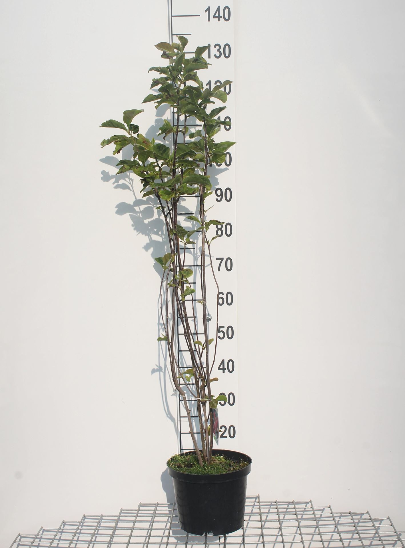 Magnolia liliiflora'Nigra'- pot - 50-60 cm afbeelding