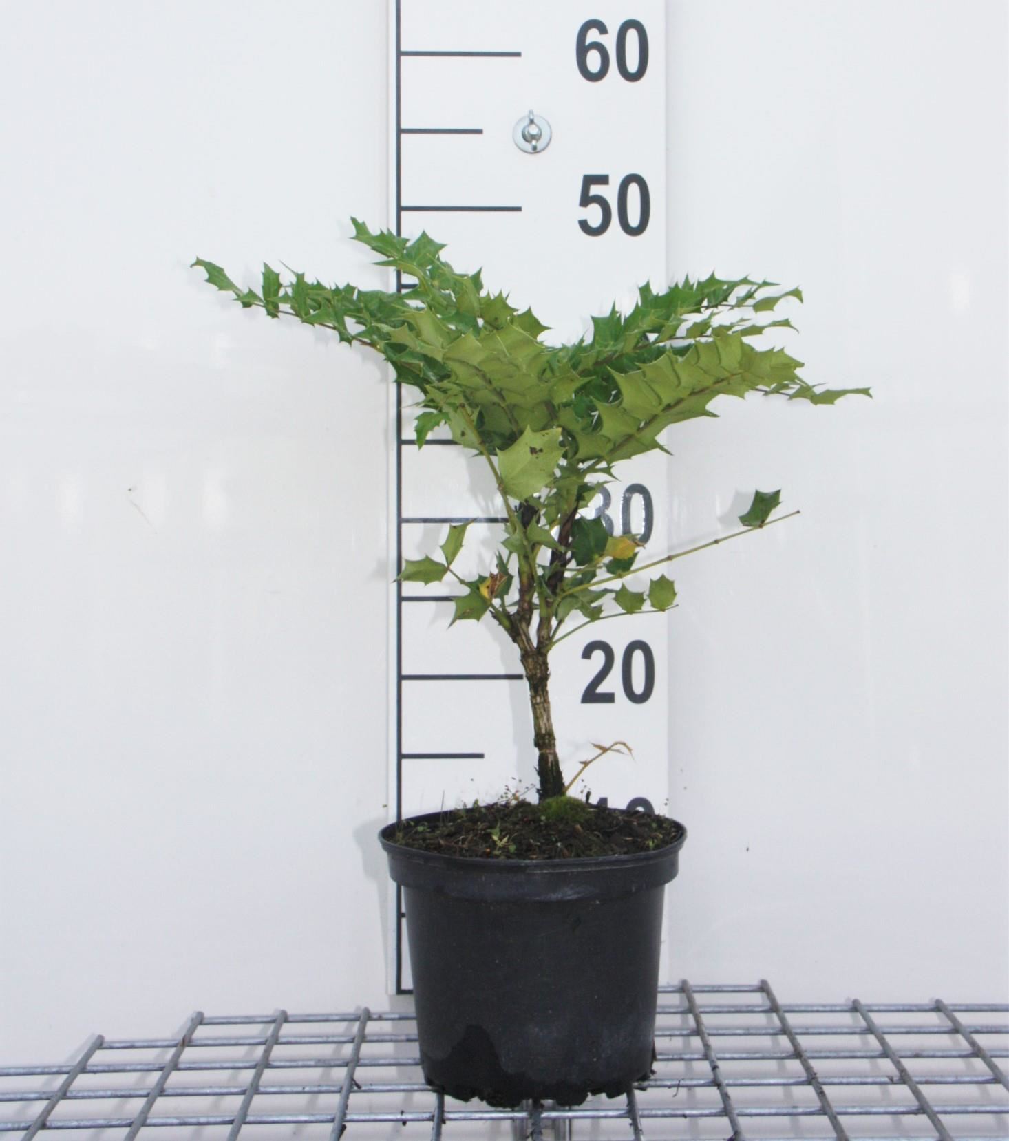 Mahonia x media'Charity'- pot - 40-50 cm afbeelding