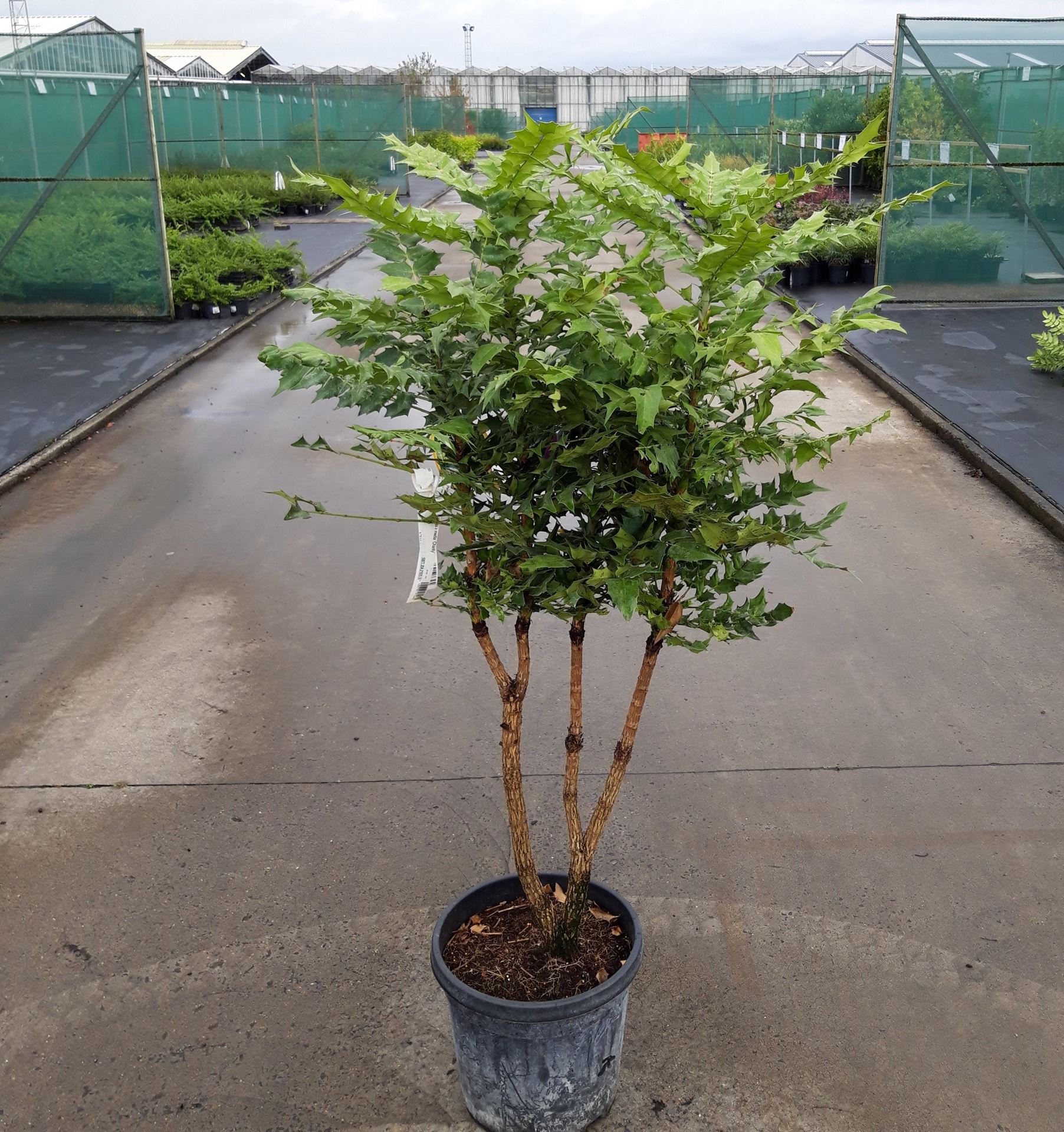 Mahonia x media'Charity'- pot 20L - 80-100 cm - Grote kattenstaart afbeelding