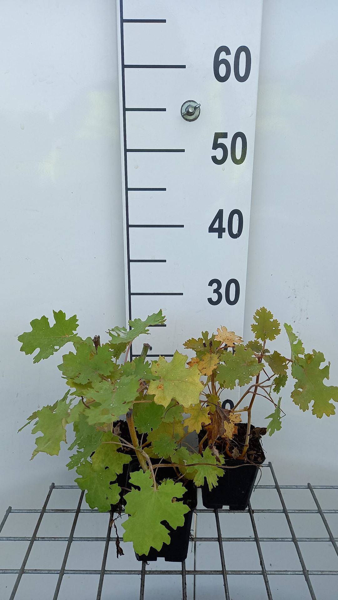 Macleaya microcarpa 'Kelway's Coral Plume' - pot 9x9 cm -