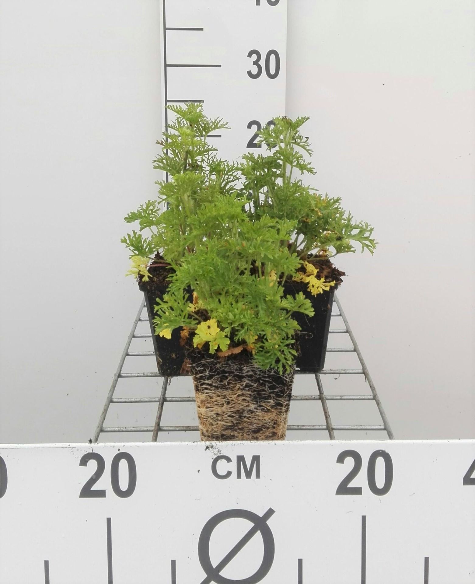 Malva moschata'Rosea'- pot 9x9 cm - Muskuskaasjeskruid, Kaasjeskruid afbeelding