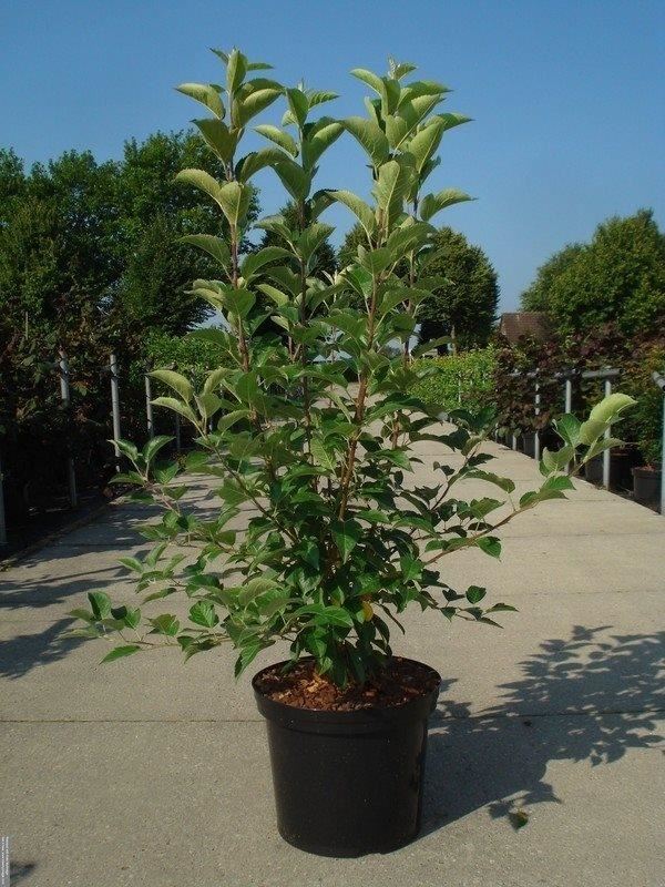 Malus'Evereste'- pot 12L - 100-125 cm afbeelding