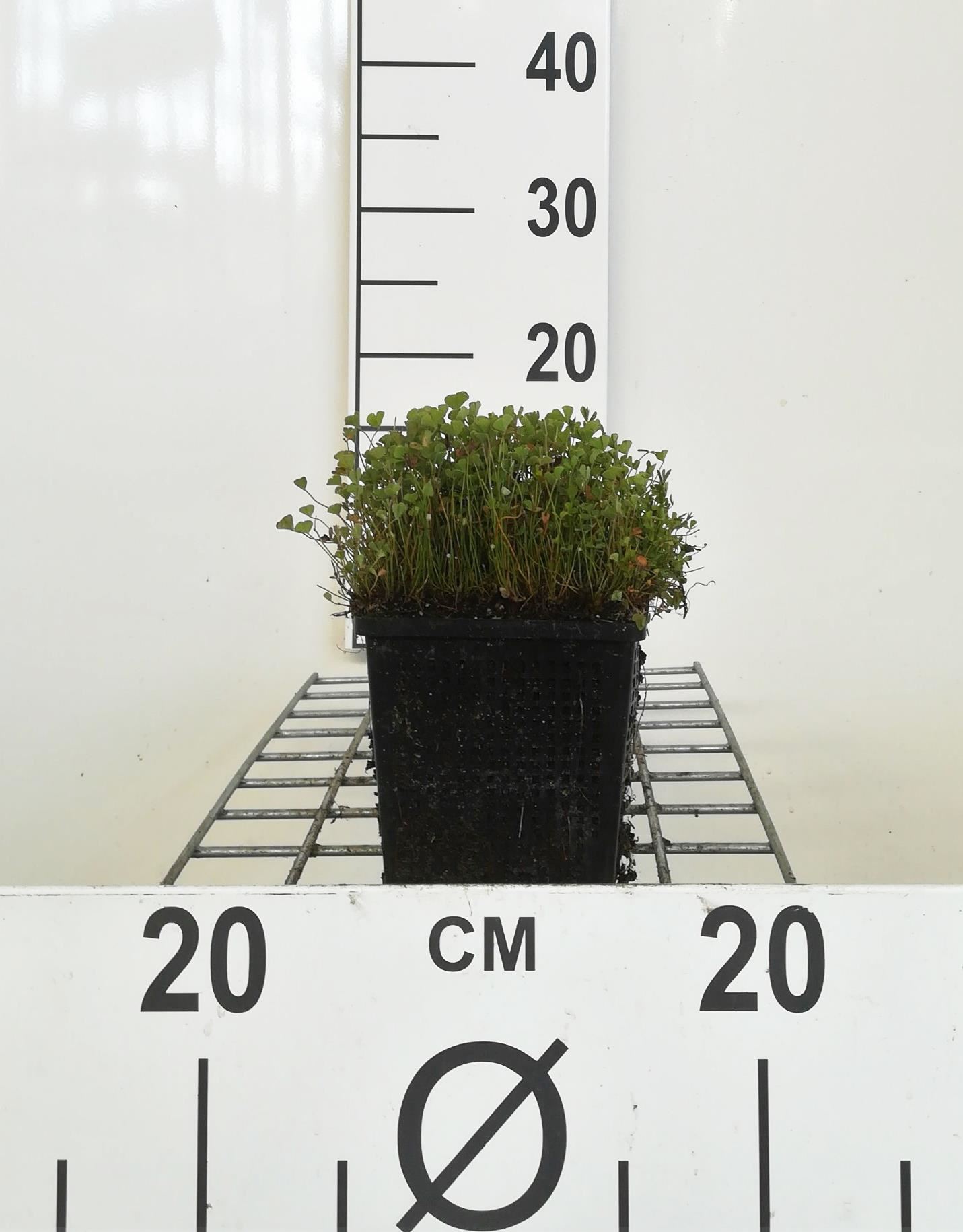 Marsilea quadrifolia - pot 11x11 cm afbeelding