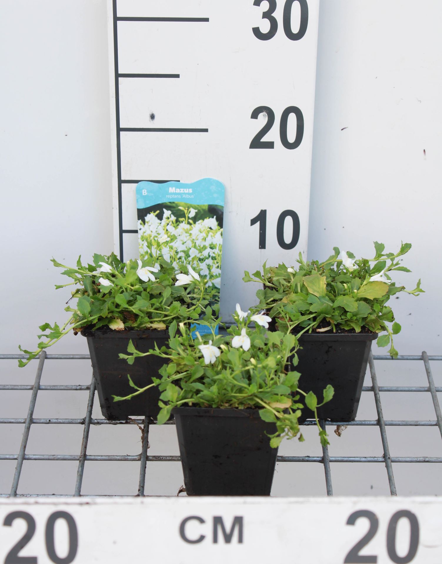 Mazus reptans'Albus'- pot 9x9 cm afbeelding