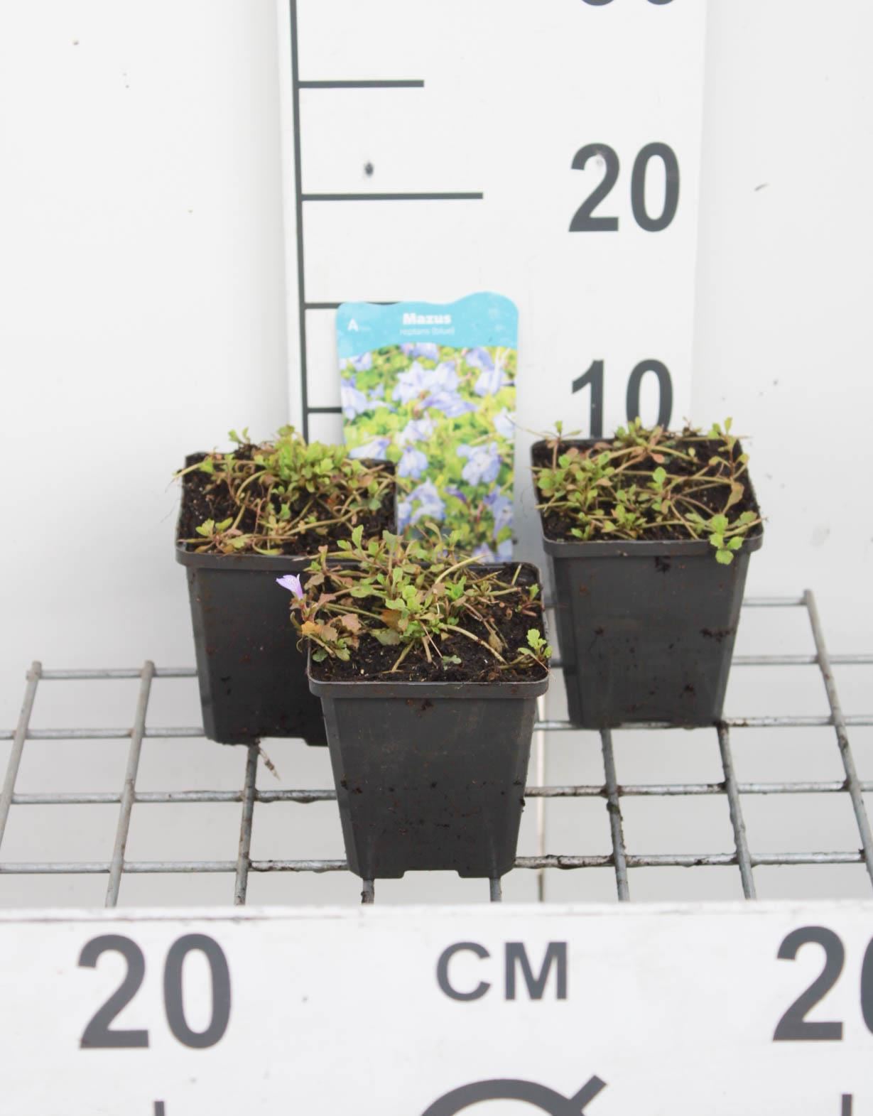 Mazus reptans - pot 9x9 cm - Kruipende mazus / Vlakbloempje / Japans platbekje / Blauwe mazus afbeelding