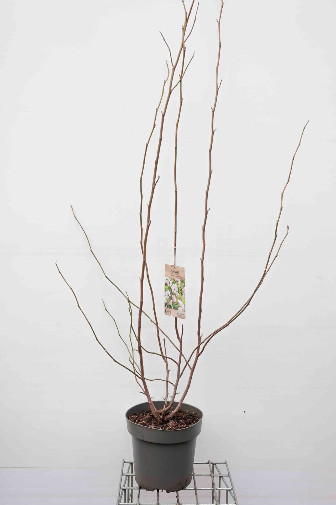 Magnolia x soulangeana - pot 12L - 125-150 cm afbeelding