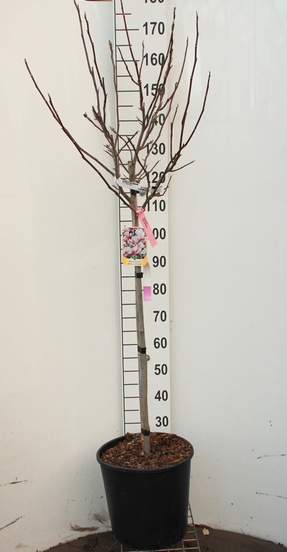 Magnolia x soulangeana - pot 18L - halfstam boom - Gewone magnolia afbeelding