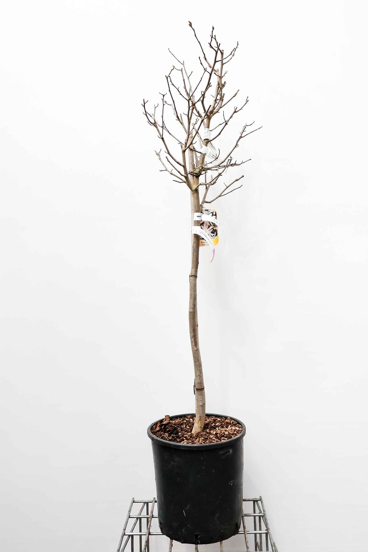 Magnolia stellata - pot 18L - halfstam boom afbeelding