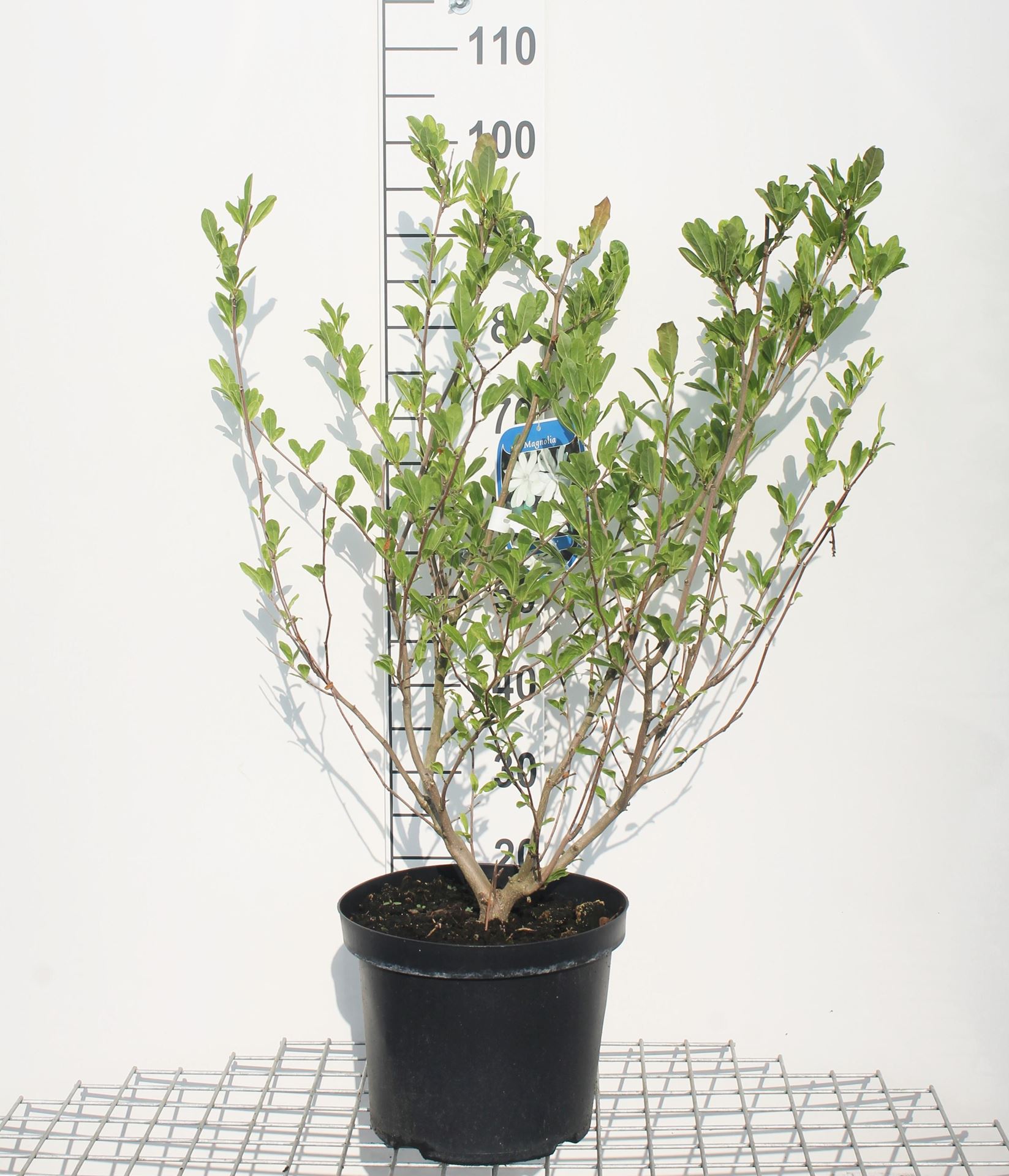 Magnolia stellata - pot 12L - 80-100 cm afbeelding