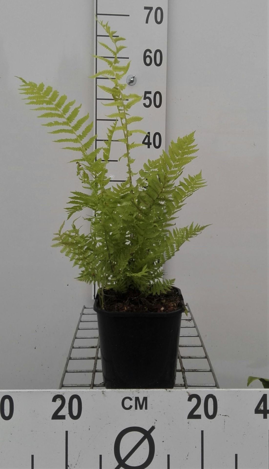 Matteuccia struthiopteris - pot 2L -