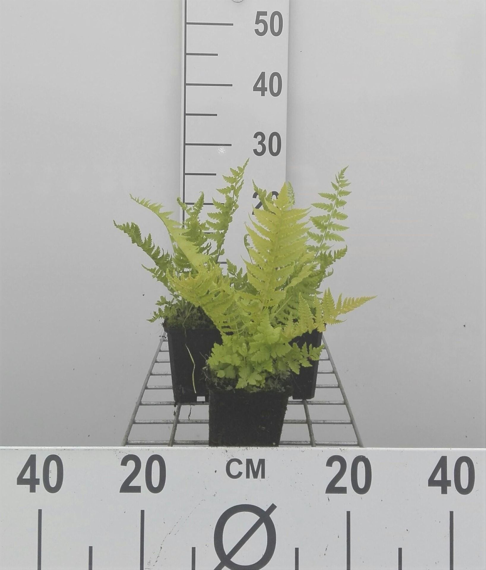 Matteuccia struthiopteris - pot 9x9 cm - Struisvaren / Europese struisvaren / Bekervaren afbeelding